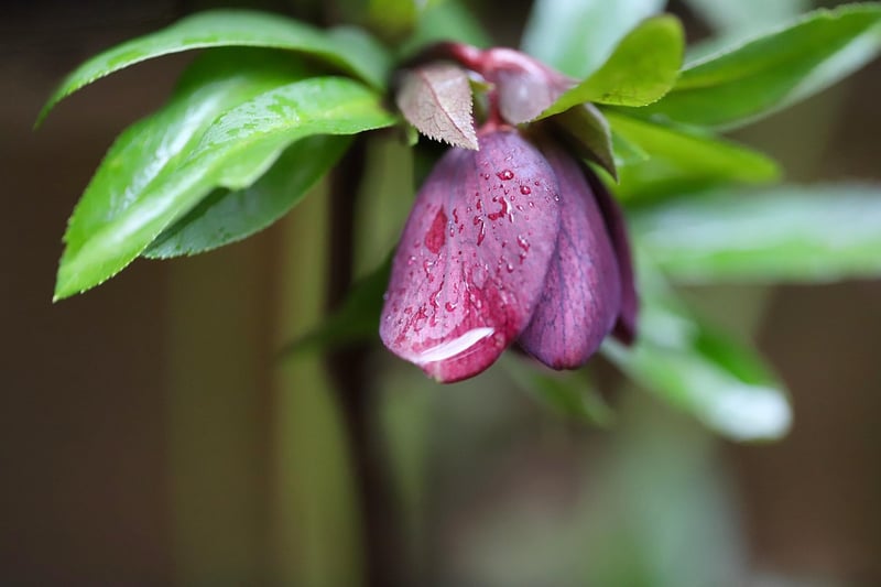 Winter Hellebores