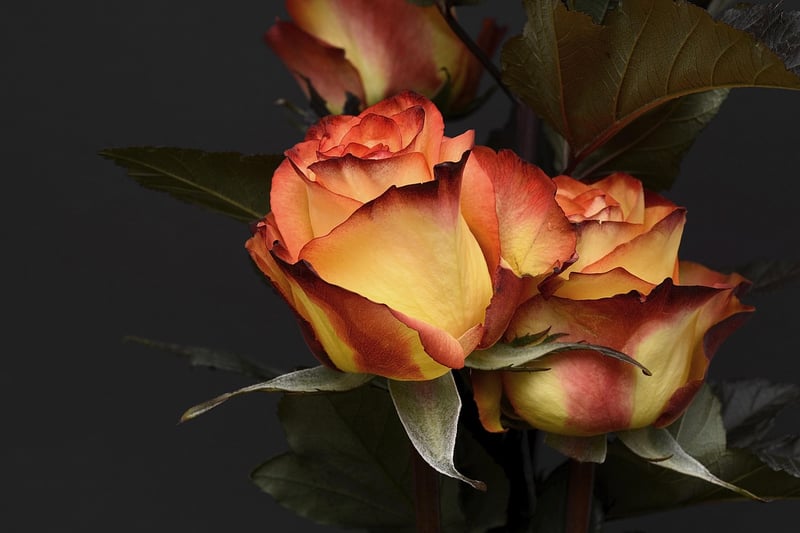 Rose Flower